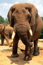 Free Weathered Elephant Royalty Free Stock Photography - 2421487