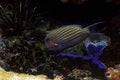 Free Tropical Fish №10 Stock Photo - 2426130