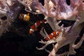Free Tropical Small Fishes №11 Stock Photo - 2426400