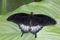 Free Black Butterfly Royalty Free Stock Photography - 2426627