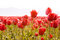 Free Cheerful Spring Red Tulips Royalty Free Stock Image - 2421406