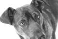 Free Dog With Sad Look Stock Photography - 2430382