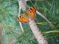 Free Butterfly In Conifer Needles Royalty Free Stock Photo - 2430815
