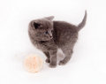 Free Gray Kitten And Ball Of Yarn Stock Image - 2434531
