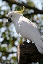Free Parrot In Backlight Royalty Free Stock Photos - 2436108
