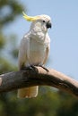 Free Pink Parrot Standing Still Royalty Free Stock Image - 2436116