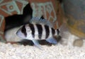 Free Frontosa Cichlid (Cyphotilapia Frontosa) Stock Photo - 2436360