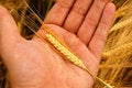 Free Holding Wheat Royalty Free Stock Photo - 2437765
