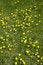 Free Flowerses Of The Dandelion Royalty Free Stock Image - 2437256