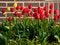 Free Spring Tulips Royalty Free Stock Images - 24328999