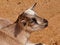 Free Little Goat Stock Photo - 24329120