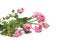 Free Pink Roses Royalty Free Stock Photos - 24371148