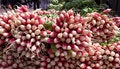 Free Fresh Radish Stock Images - 2443914