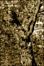Free Old Tree Stock Images - 2444864