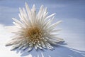 Free White Flower On Blue Background Royalty Free Stock Photo - 2447025