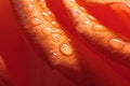 Free Close-up Rose Petal Royalty Free Stock Image - 2448986