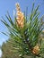 Free Branch Of A Pine Royalty Free Stock Images - 2443619