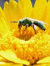 Free Green Bee Nectar Royalty Free Stock Photography - 2450027