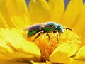 Free Green Bee Royalty Free Stock Images - 2450029