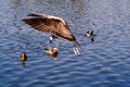 Free Seagull Flying Over A Blue Wat Stock Images - 2451524