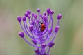 Free Ladybug. Stock Photos - 2452803
