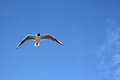 Free Seagull S Look Stock Photo - 2454920