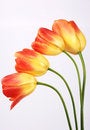 Free Branch Of Tulips Royalty Free Stock Photos - 2458008