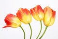 Free Four Tulips Royalty Free Stock Photos - 2458048