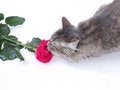 Free Kitten And Rose Royalty Free Stock Image - 2458256