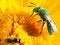 Free Green Bee & Friend Stock Photo - 2450030