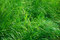 Free Grass After Thunderstorm Stock Photo - 2453450
