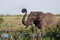 Free Elephant Catharine Wheel Royalty Free Stock Photo - 2454155