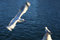 Free In Flight Royalty Free Stock Photo - 2457765