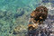 Free Mediterranean Water Royalty Free Stock Photo - 2457815