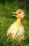 Free Cute Little Duckling Royalty Free Stock Image - 2459686