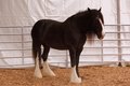 Free Black Horse With White Feet Royalty Free Stock Photo - 2460335