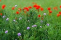 Free Summer Floral Background Stock Photos - 2461623