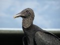 Free Vulture. Royalty Free Stock Photography - 2461627