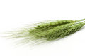 Free Green Wheat Ears Stock Images - 2466214