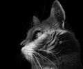 Free Predator Royalty Free Stock Photo - 2467115