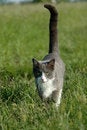 Free Grey And White Cat Walking Royalty Free Stock Photos - 2468758