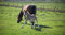 Free Colt Royalty Free Stock Photography - 2460317