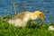 Free Cute Duckling Royalty Free Stock Photos - 2465598