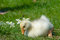Free Cute Duckling Royalty Free Stock Photography - 2465607