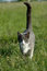 Free Grey And White Cat Walking Royalty Free Stock Photos - 2468758
