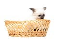 Free Fluffy Kitten Royalty Free Stock Photo - 24662475