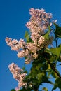 Free Blooming Purple Lilac Royalty Free Stock Photo - 2471995