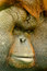 Free Close Up Monkey Portret Stock Photo - 2470450