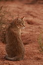 Free African Wildcat (Felis Lybica) Royalty Free Stock Image - 2481086