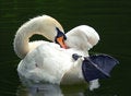 Free Swan Stock Photography - 2482342